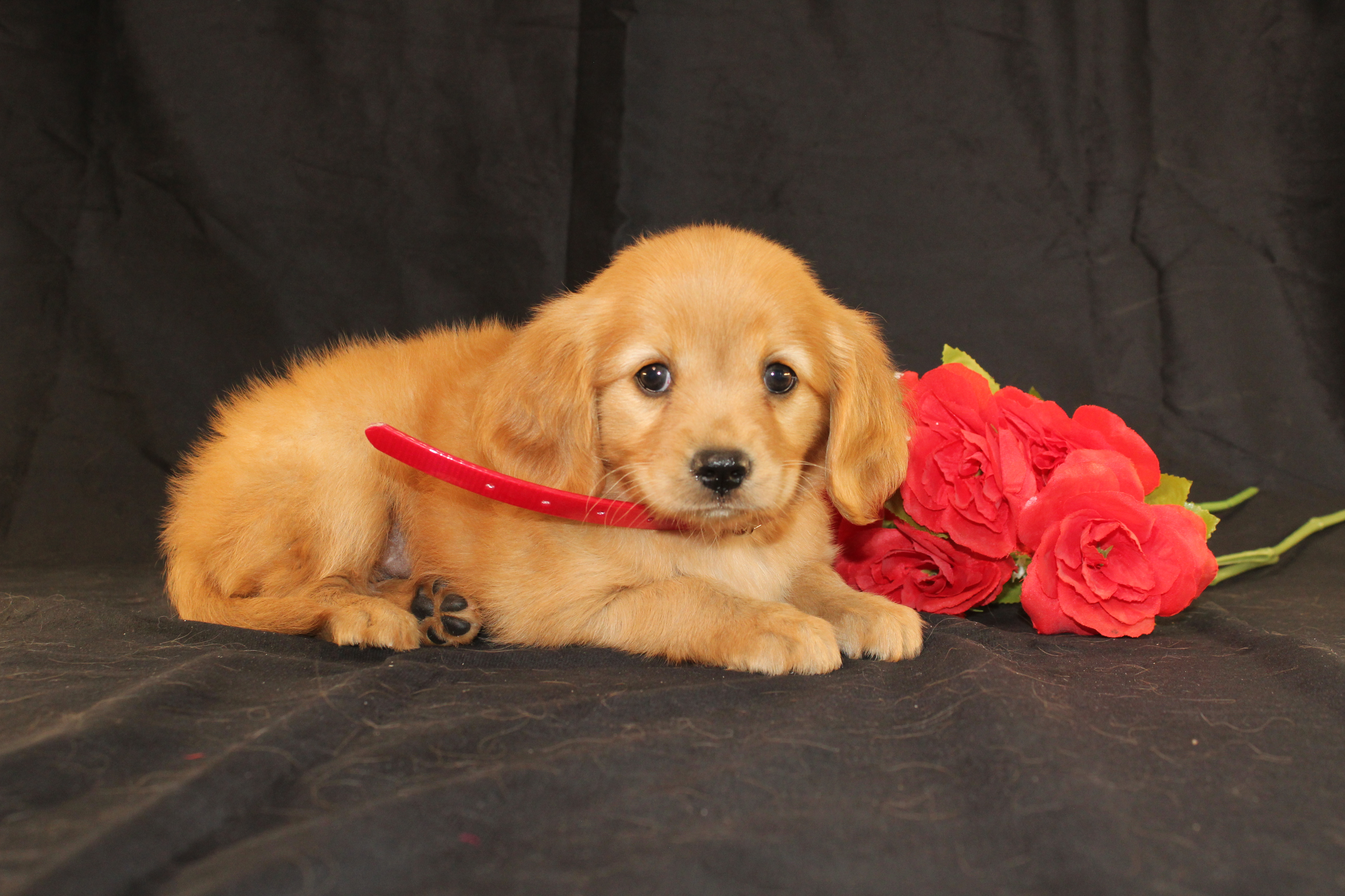 puppy, for, sale, Mini Golden Retriever, Ivan J. Stoltzfus, dog, breeder, Dornsife, PA, dog-breeder, puppy-for-sale, forsale, nearby, find, puppyfind, locator, puppylocator, aca